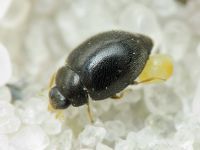 Stethorus punctillum