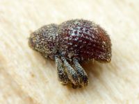 Acalles (Acalles) echinatus