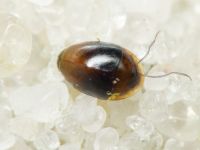 Corylophus cassidoides