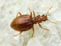 Stephostethus angusticollis