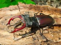 Lucanus cervus