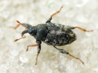 Coryssomerus capucinus