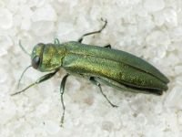 Buprestidae