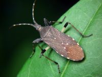 Dicranocephalus agilis