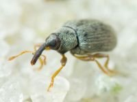 Acalyptus
