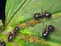 Lasius fuliginosus