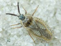 Dictyonota strichnocera