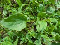 Plantago media