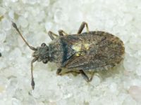 Bathysolen nubilus