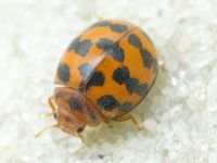 Subcoccinella vigintiquatuorpunctata