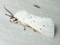 Lepidoptera
