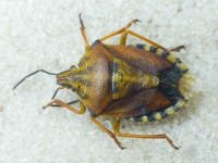 Carpocoris pudicus