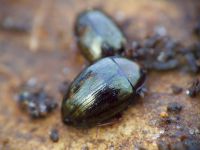 Scaphidema metallicum