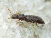 Monotoma brevicollis