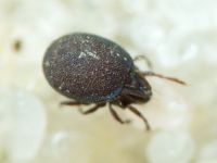 Arachnida