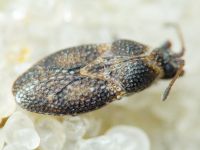 Oncochila scapularis