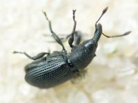 Magdalis (Odontomagdalis) armigera