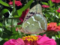 Argynnis pandora