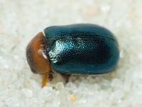 Smaragdina salicina