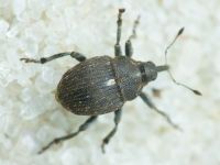 Curculionidae