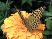 Argynnis paphia