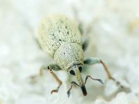Sibinia (Sibinia) unicolor