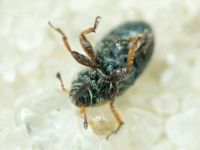 Mecinus plantaginis