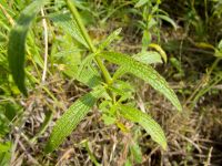 Stachys recta