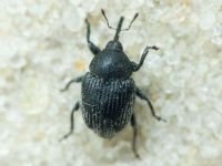 Curculionidae