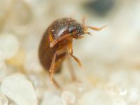 Leiodidae