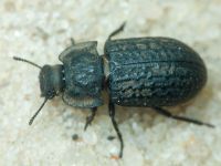 Opatrum riparium