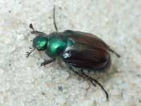 Scarabaeidae
