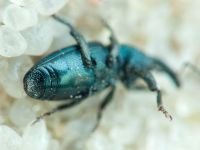 Aulacobaris lepidii