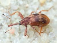 Anthonomus (Furcipus) rectirostris