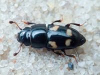 Glischrochilus (Librodor) quadrisignatus