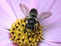 Megachile willughbiella