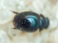 Leiodidae