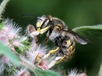 Anthidium manicatum