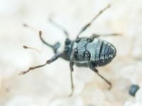 Archarius (Archarius) pyrrhoceras