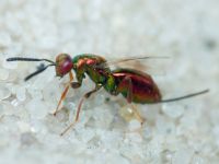 Torymus cupreus