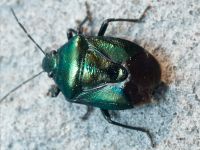 Zicrona caerulea