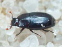 Paromalus flavicornis