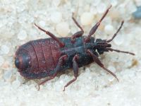 Mezira tremulae