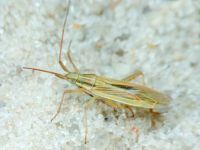 Miridae