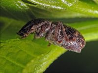 Otiorhynchus fullo