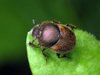Onthophagus fracticornis