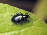 Oulema gallaeciana