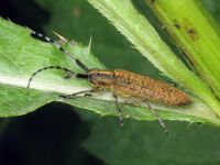 Agapanthia villosoviridescens