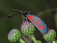 Zygaena loti
