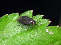 Plagiognathus arbustorum